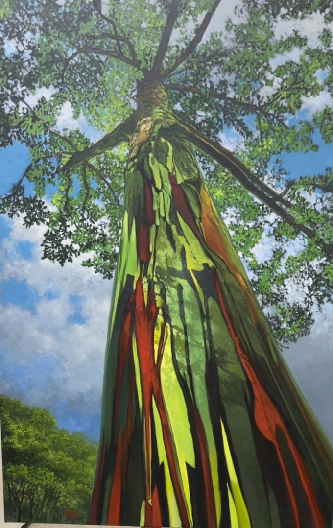 Looking up and a Hawaiian Rainbow Eucalyptus Tree