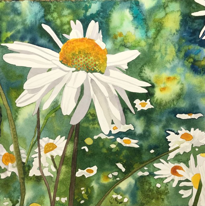 Watercolor painting of a beautiful white daisy against a field of white daisy in the background.