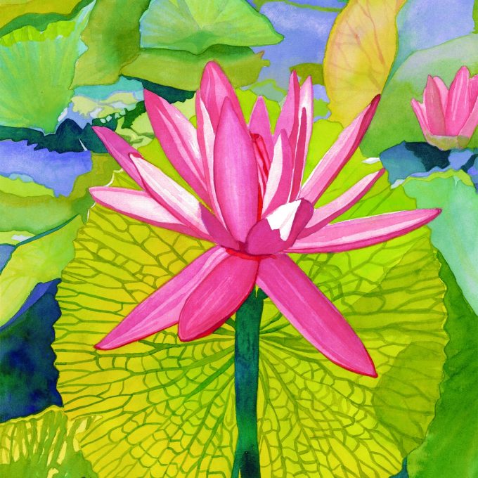 Beautiful pink water lily flower blooming in front of a pond of lily pads